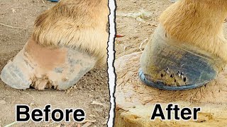 Horse Back Hoof Restoration  Hoof Trimming [upl. by Ymmat874]