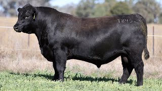 Lot 40 EVT22T845 Peakes Bowen 2024 [upl. by Eba]