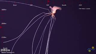 Bigfin Squid Magnapinna squid Spotted in 2019 [upl. by Lenox295]