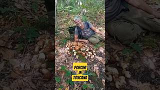 Funghi Porcini 2024 quotPorcini In Toscana quot 🍄‍🟫 NaturaWild FunghiPorcini2024 PorciniEstatini [upl. by Anwadal931]