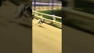 Romford dogs go round a 300 metre race [upl. by Nwahsak828]