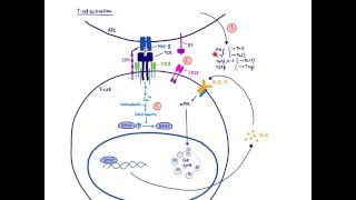 Brandls Basics Immunosuppressants used in organ transplantation  Mechanism of action 12 [upl. by Lipscomb426]