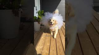 Funny cute cats and dogs❤❤❤ viralvideo funny cat dog trending shorts [upl. by Nodnorb474]