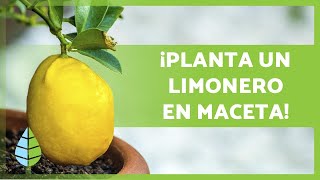 CUIDADOS de un LIMONERO en MACETA 🍋🌳 ¡Riego sustrato poda y más [upl. by Eeliab408]