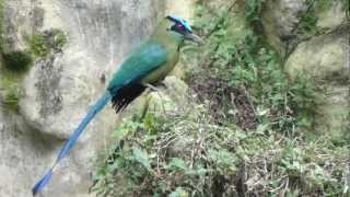 pajaro barranquero Torogoz momoto burgo Guardabarranco bobo relojero zoologico [upl. by Namyw525]