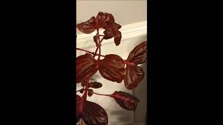 Plant show off  MY BLOOD LEAF [upl. by Hammad438]