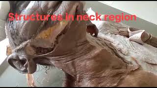 Anatomy of Submandibular region dissection  structures in the neck region [upl. by Vincent373]