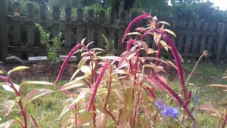 Amaranthus caudatus Roter Garten Fuchsschwanz [upl. by Anaidni368]