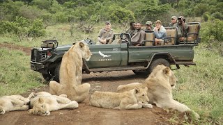 AFRICAN SAFARI 4K  Incredible Big Five animal sightings Kruger National Park [upl. by Anolla]