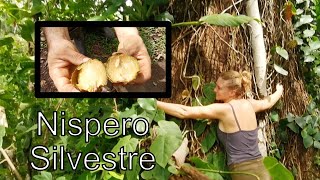 EP78 Nispero ZAPOTE silvestre  Nos encontramos este árbol frutal centenario GIGANTE Manilkara sp [upl. by Haneeja355]