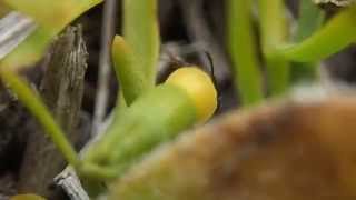 カマヤリソウ Thesium refractum の果実を運ぶ エゾクシケアリ Myrmica jessensis [upl. by Lynde877]