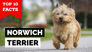 Norwich Terrier  Top 10 Facts [upl. by Elvah]