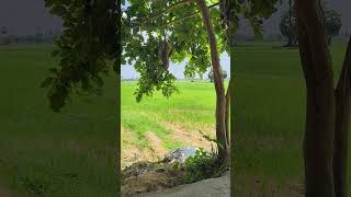 Vivasayam 🌾🌾🌾 trendingshorts youtubeshorts [upl. by Aikemehs63]