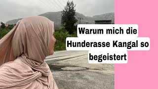 İsrail ich die türkische Natur die Schafe und die Kangal Hunde so begeistert…17 Oktober 2024 [upl. by Alleyne]