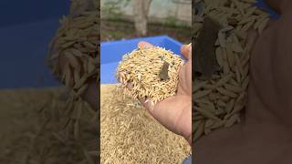 Portable Mini Rice Milling Machine With Destoner riceprocessing automaticricehuller [upl. by Lek832]