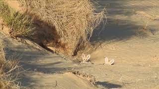 A wonderful video of desert fox cubs relaxing in the sun [upl. by Aelhsa]