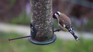 Darf ich vorstellen STIEGLITZ  Vogel des Jahres 2016 [upl. by Lyrpa]