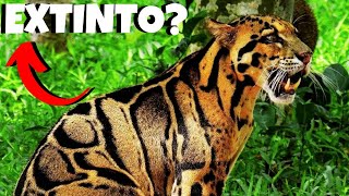 O Leopardo Nebuloso o Felino Quase EXTINTO [upl. by Furiya527]