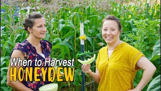 Harvest Honeydew Melon  Gardening with Wisdom Preserved [upl. by Andy]