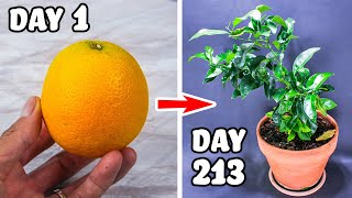 Growing Orange Tree From Seed Time Lapse 213 Days [upl. by Ahsirtap501]