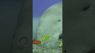 5 LesserKnown Facts About Dugongs [upl. by Luapleahcim173]