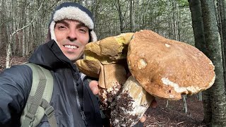 Dove trovare FUNGHI PORCINI GIGANTI XXL al freddo  Tra abeti e faggi Boletus edulis e aestivalis [upl. by Zina]