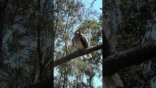 rosebudadventures123 Noisy Miner Bird australianbirds australianature australia australia [upl. by Kcire]