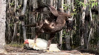 A large bird of prey species catch a big bird [upl. by Panayiotis]