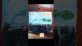 What is seed Germination  Seed Germination Process  Kindergarten EVS Project shorts ytshorts [upl. by Aynosal79]