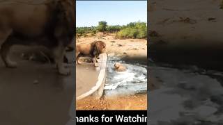 I Watched a Lion Fall into the Water and Heres What Happened [upl. by Husain720]