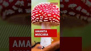 Amanita Muscaria From Folklore to Science amanita mushroom [upl. by Marchak]