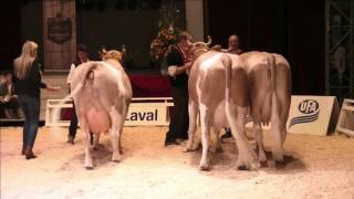 Swiss Cow 2015 [upl. by Nolos]