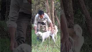 You have a fast breed dog dog puppy animals doglover dogtraining [upl. by Shlomo234]