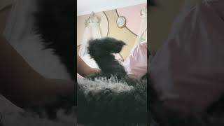 Stretching out my dog tw NO DOG WAS HURT IN THE PROCESS OF THIS VIDEO dog [upl. by Nirel]