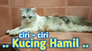 Mengenali Ciri  Ciri Kucing Hamil  Cara mudah mengetahui Kucing kita lagi Hamidun alias Hamil [upl. by Yevol]