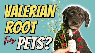 Top 3 Benefits of Valerian Root for Dogs and Cats [upl. by Rollins]