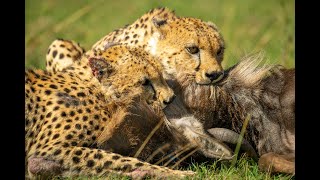 CHEETAHS Two male cheetahs eat a blue wildebeest [upl. by Damien207]