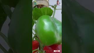 colorful watermelons its so simple to make garden gardening grow chili [upl. by Aihsekel377]