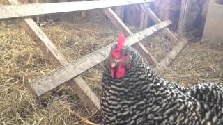 Barred Rock Hen Clucking [upl. by Atahs402]