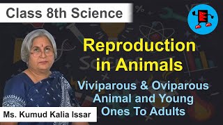 CBSE Class 8 Science Reproduction in Animals Viviparous amp Oviparous Animals and Young Ones to Adults [upl. by Naaitsirhc266]