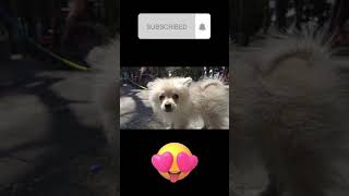 💚 sonido de perro pomerania ladrando [upl. by Devan707]