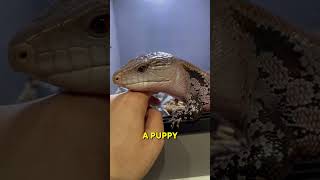 BlueTongued Skink  The Best Reptile Pet 🦎 [upl. by Lipscomb]