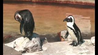 Skegness Natureland Seal Sanctuary [upl. by Haraj]