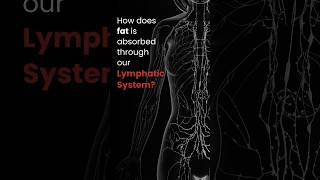 How does fat is absorbed through our Lymphatic System [upl. by Janene]