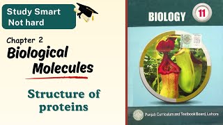 Structure of proteins  Classification of protein  Class 111st year  Chapter 2  Punjab  Biology [upl. by Ahsikym]