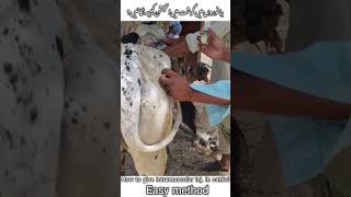 Intramuscular injection in Cattle  Easymethod  Gluteal Muscle Inj [upl. by Iva]