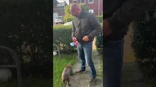 NIEUWE HOND  VLOG SHORT [upl. by Sankey]