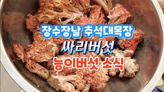 장수장날 추석대목장싸리버섯능이버섯 정보깻잎전고추전표고버섯전햇김치파김치 [upl. by Zeidman]