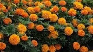 how to grow flower seeds at home orgamental flowers winter flowers gardening tranding [upl. by Dale]