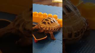 Trunky the Horsefield Tortoise on scate shorts short sports pets cute [upl. by Spurgeon]